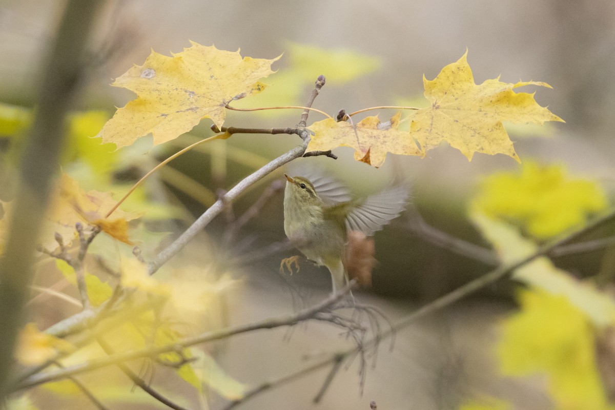 Yellow-browed Warbler - ML646595651