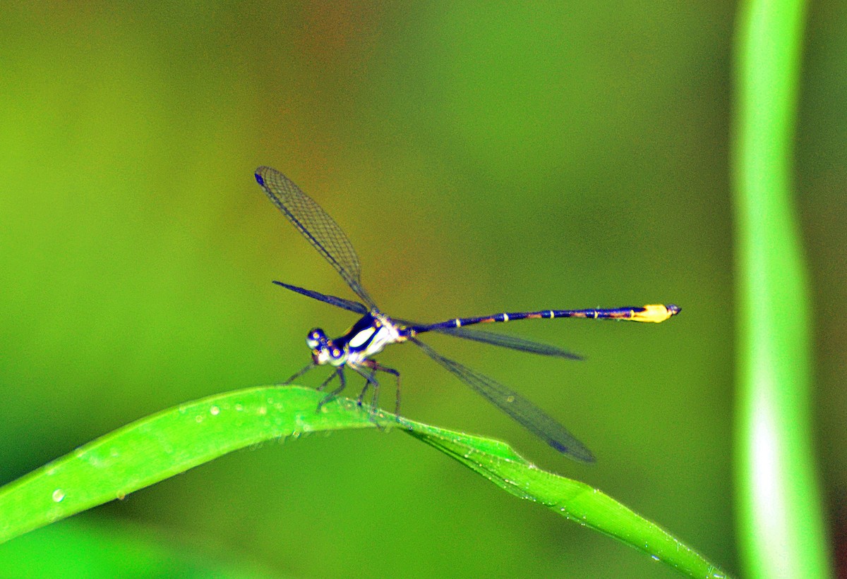 Animals - ML646595662