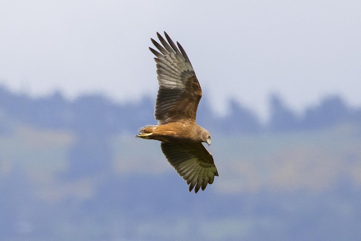 Swamp Harrier - ML646595664