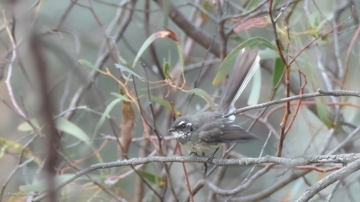 Gray Fantail - ML646595665
