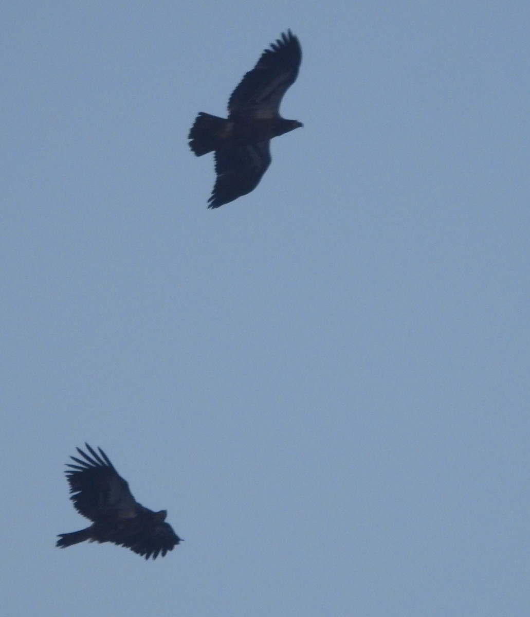 Pygargue à tête blanche - ML646595671