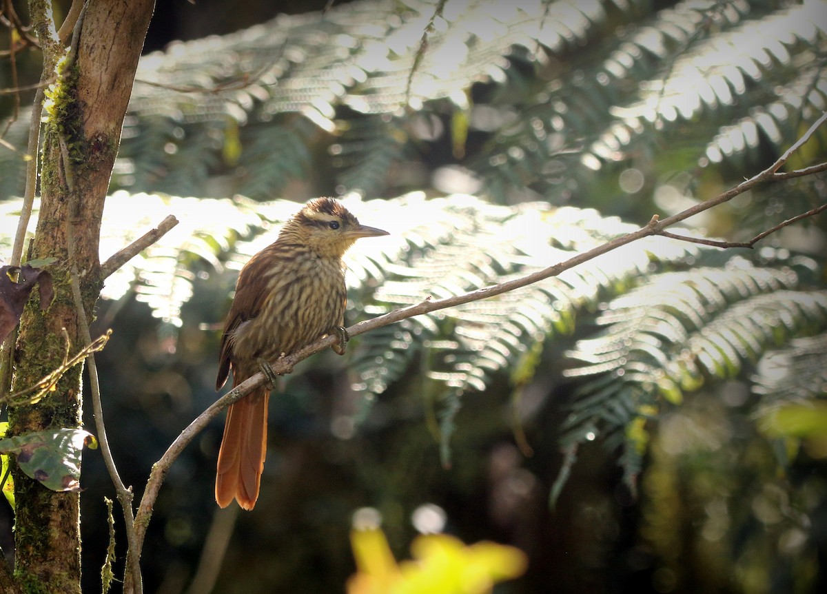 マユナガカマドドリ（holti） - ML646595673