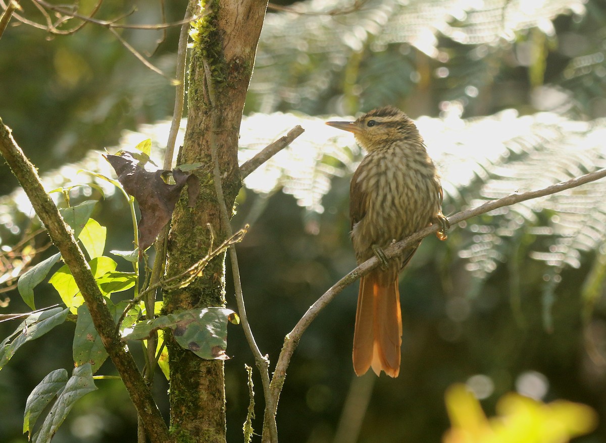 マユナガカマドドリ（holti） - ML646595675