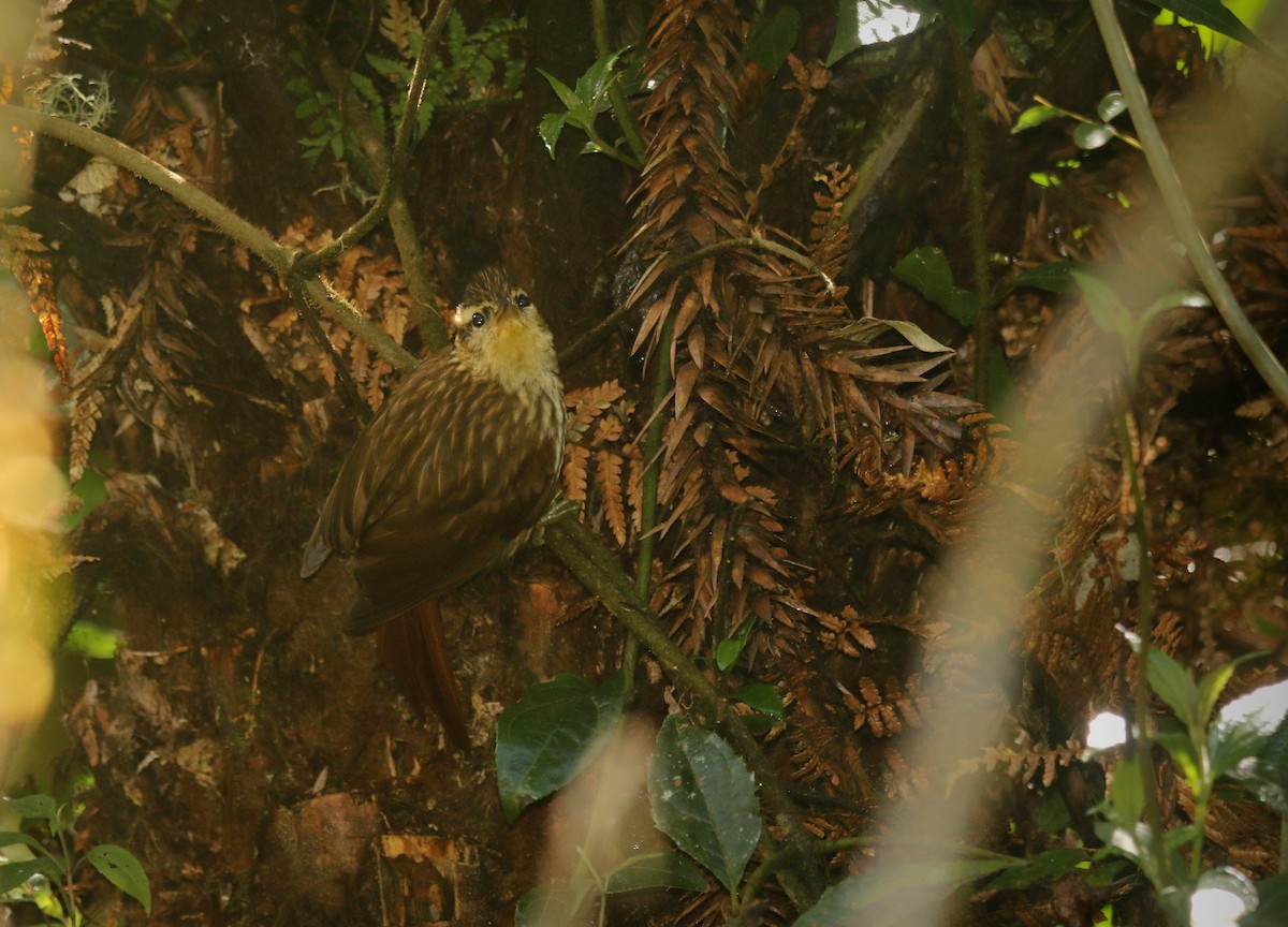 マユナガカマドドリ（holti） - ML646595676