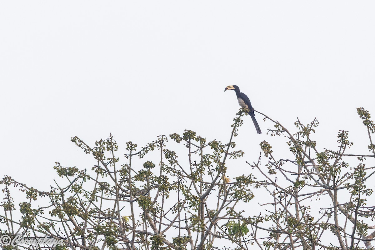 West African Pied Hornbill - ML646595683