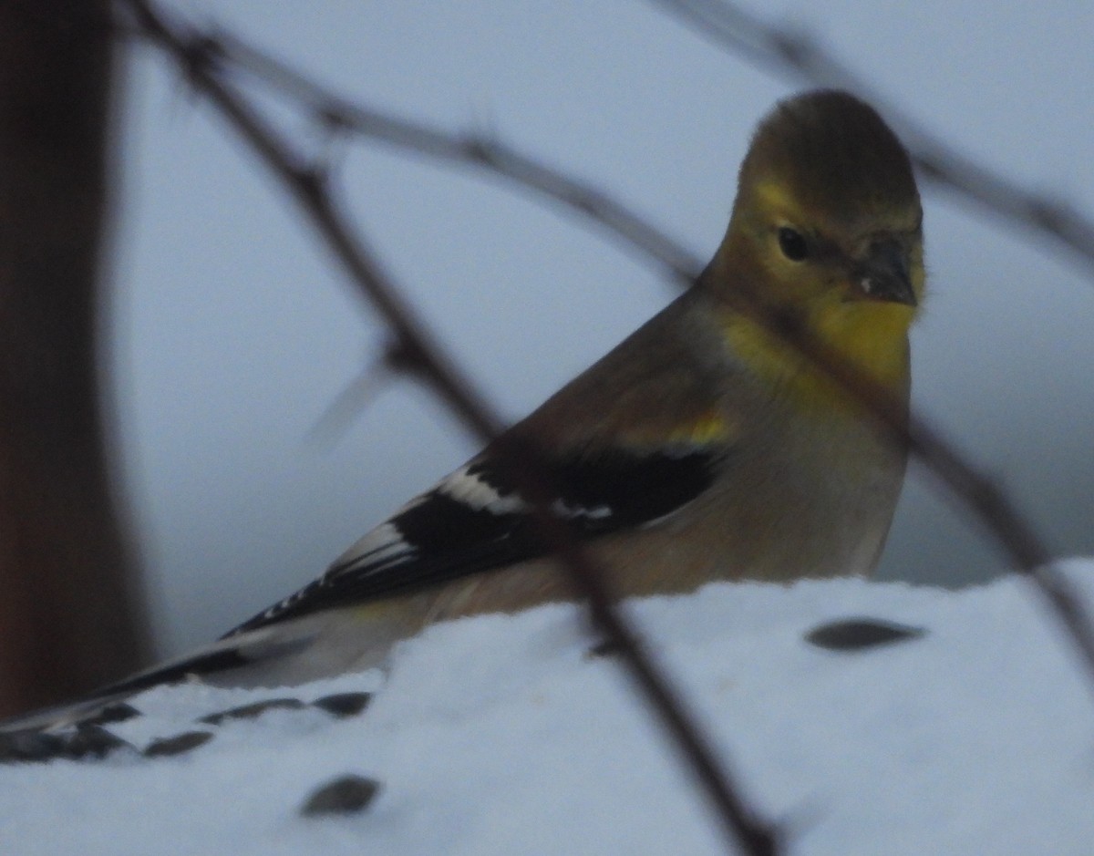 Американский чиж - ML646595687