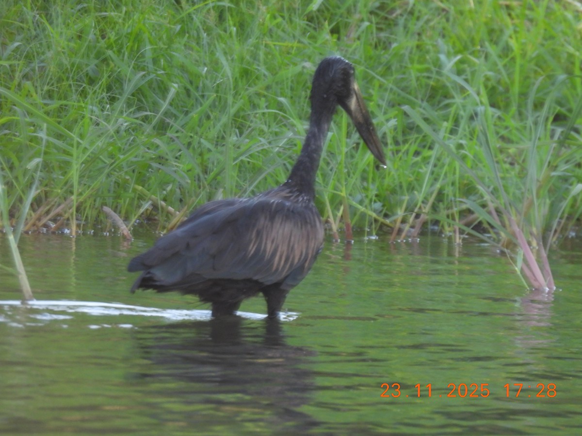 Африканский аист-разиня - ML646595694