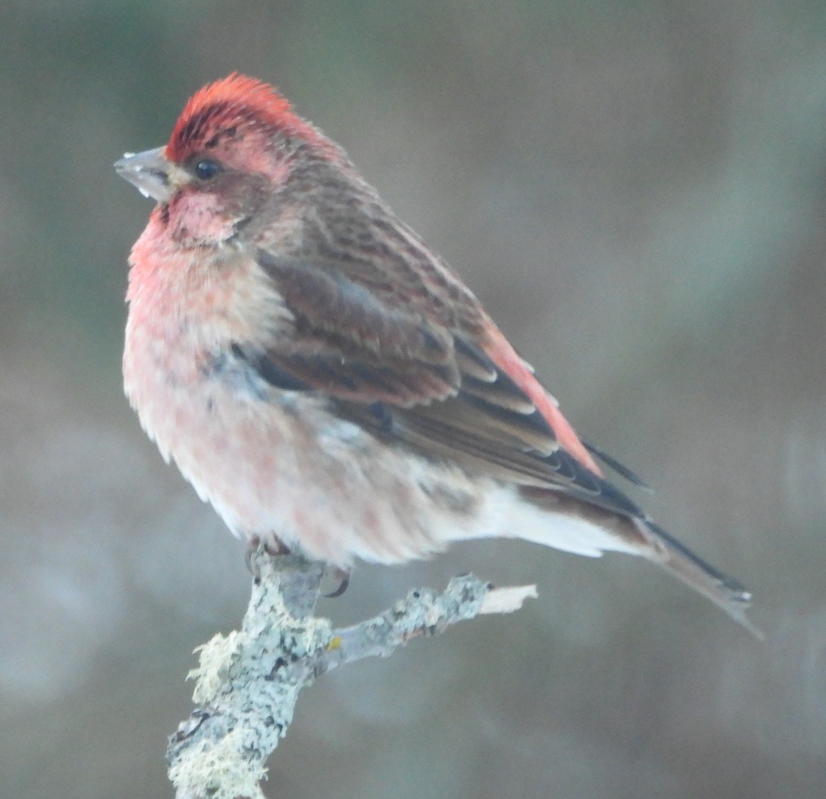 Пурпурная чечевица - ML646595696