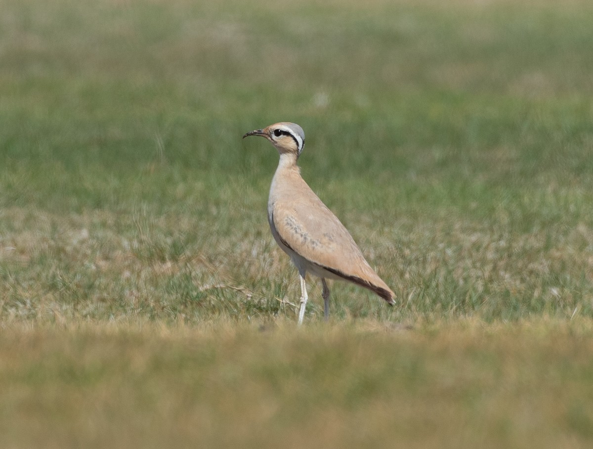Cream-colored Courser - ML646595697