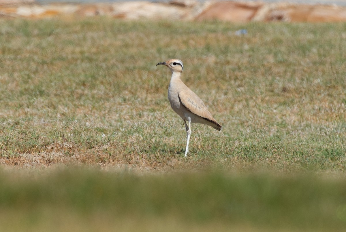 Cream-colored Courser - ML646595698