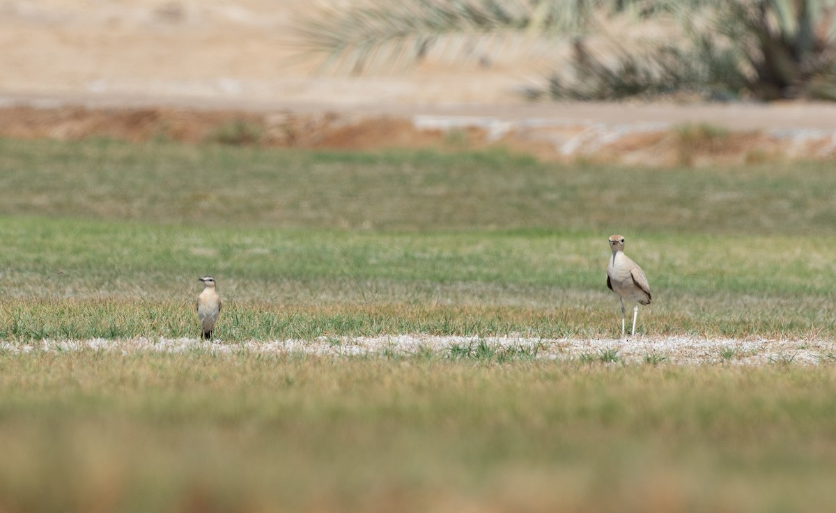 沙䳭 - ML646595699