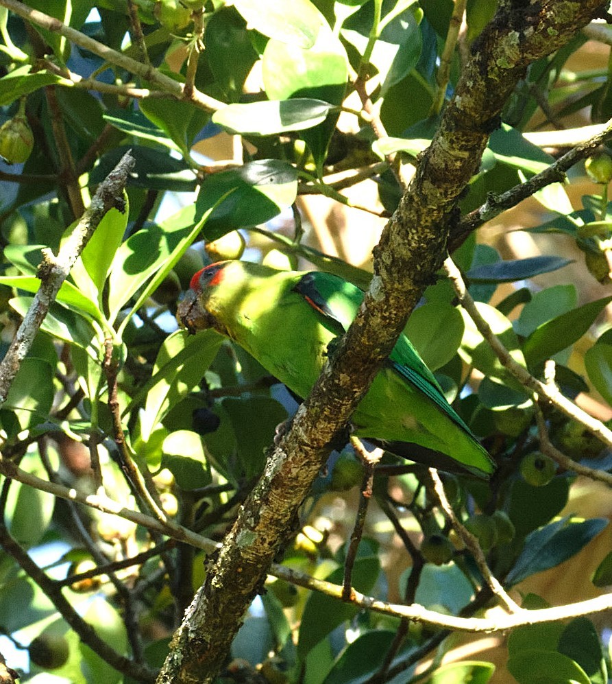 Red-fronted Parrotlet - ML646595704