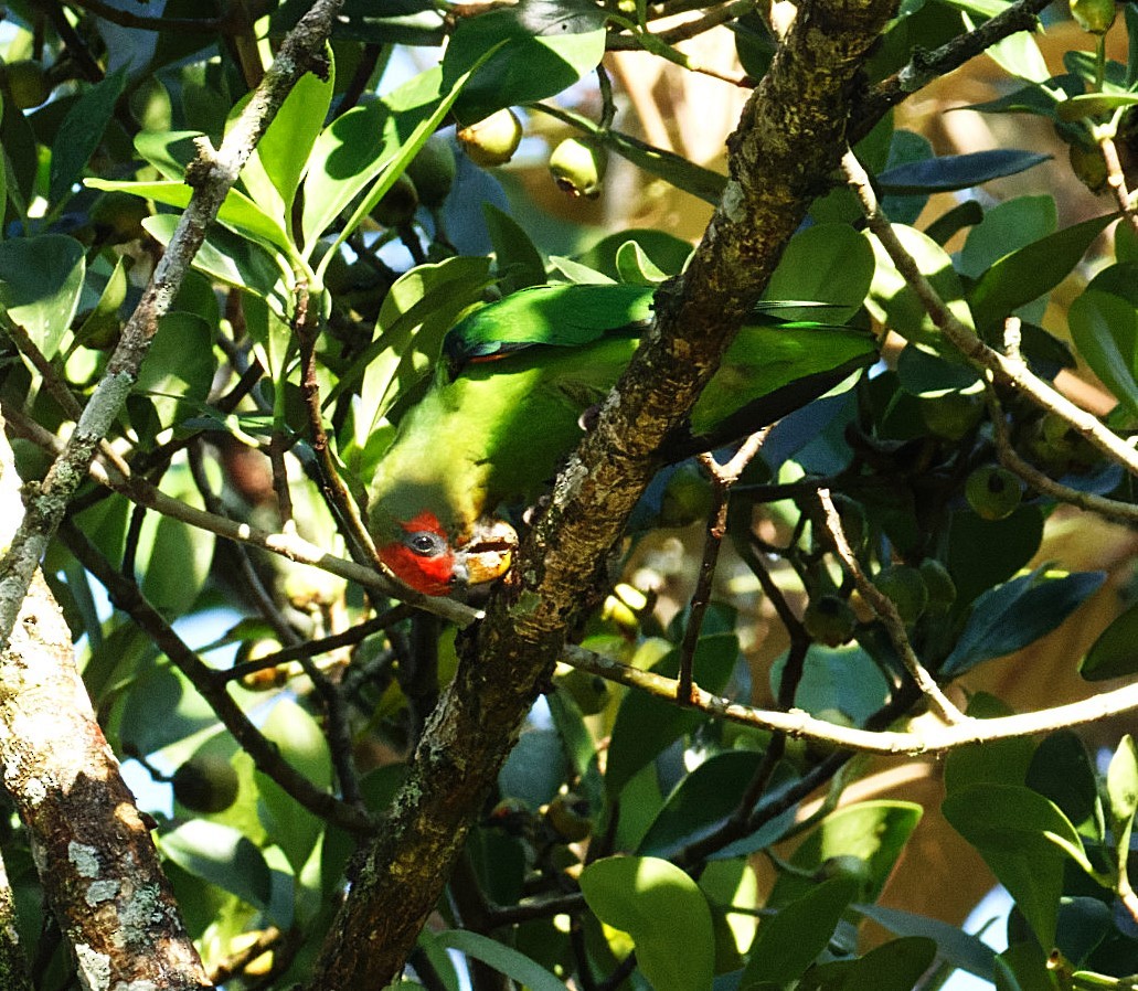 Red-fronted Parrotlet - ML646595705