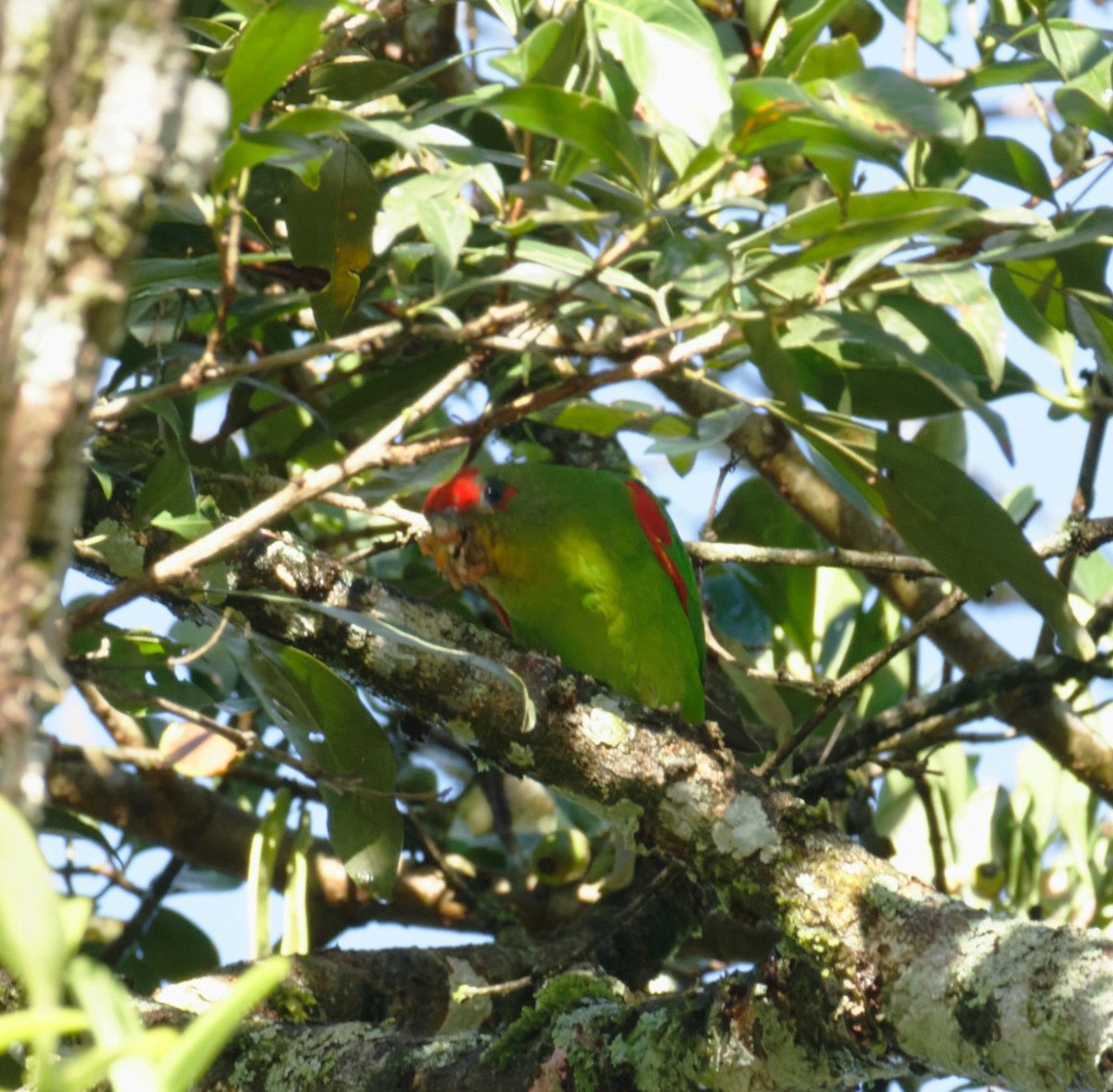 Red-fronted Parrotlet - ML646595706