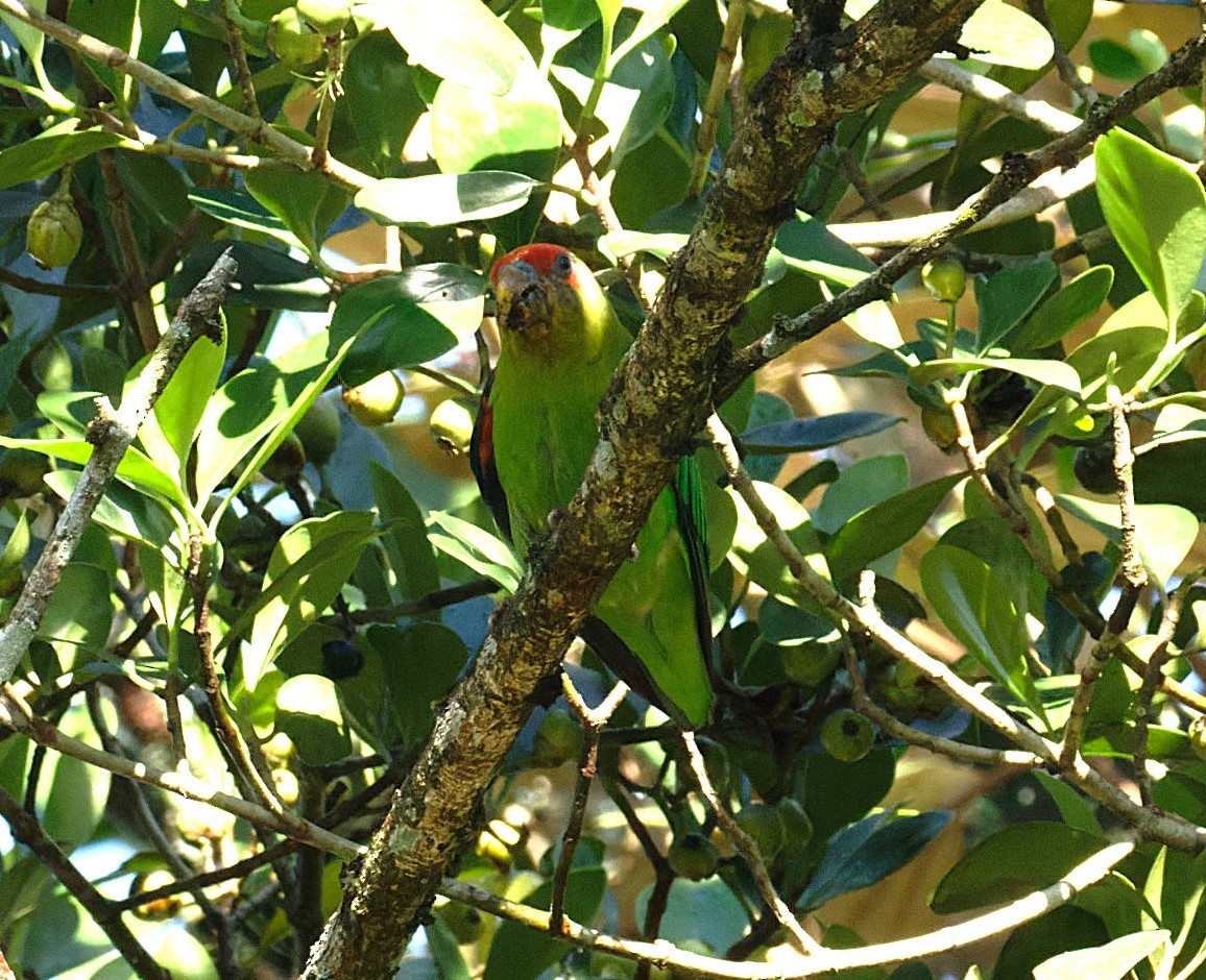Red-fronted Parrotlet - ML646595707