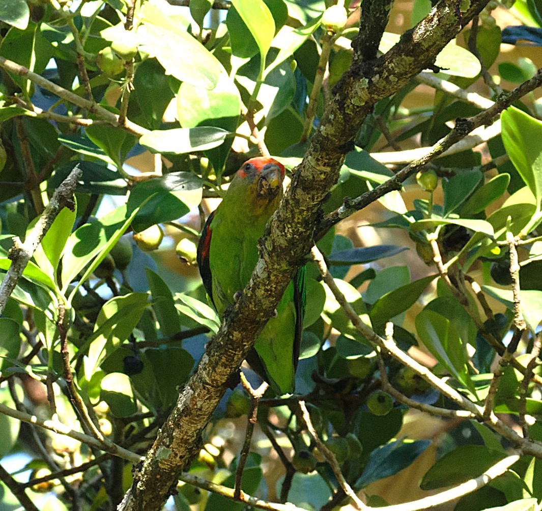 Red-fronted Parrotlet - ML646595708