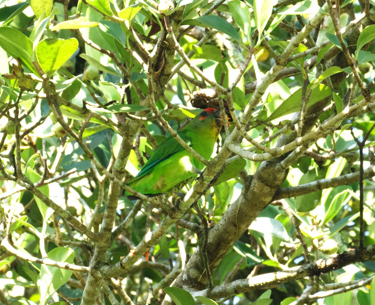 Red-fronted Parrotlet - ML646595709