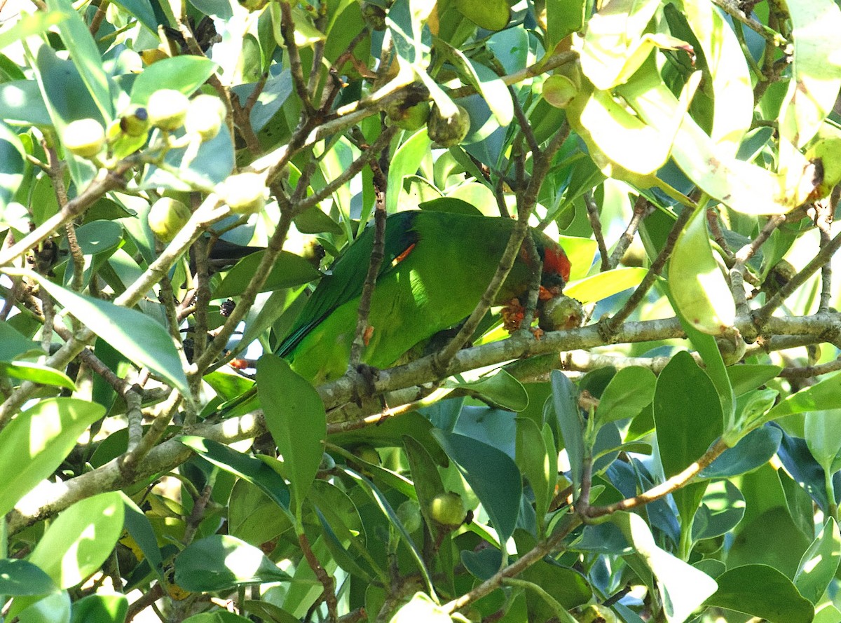 Red-fronted Parrotlet - ML646595710