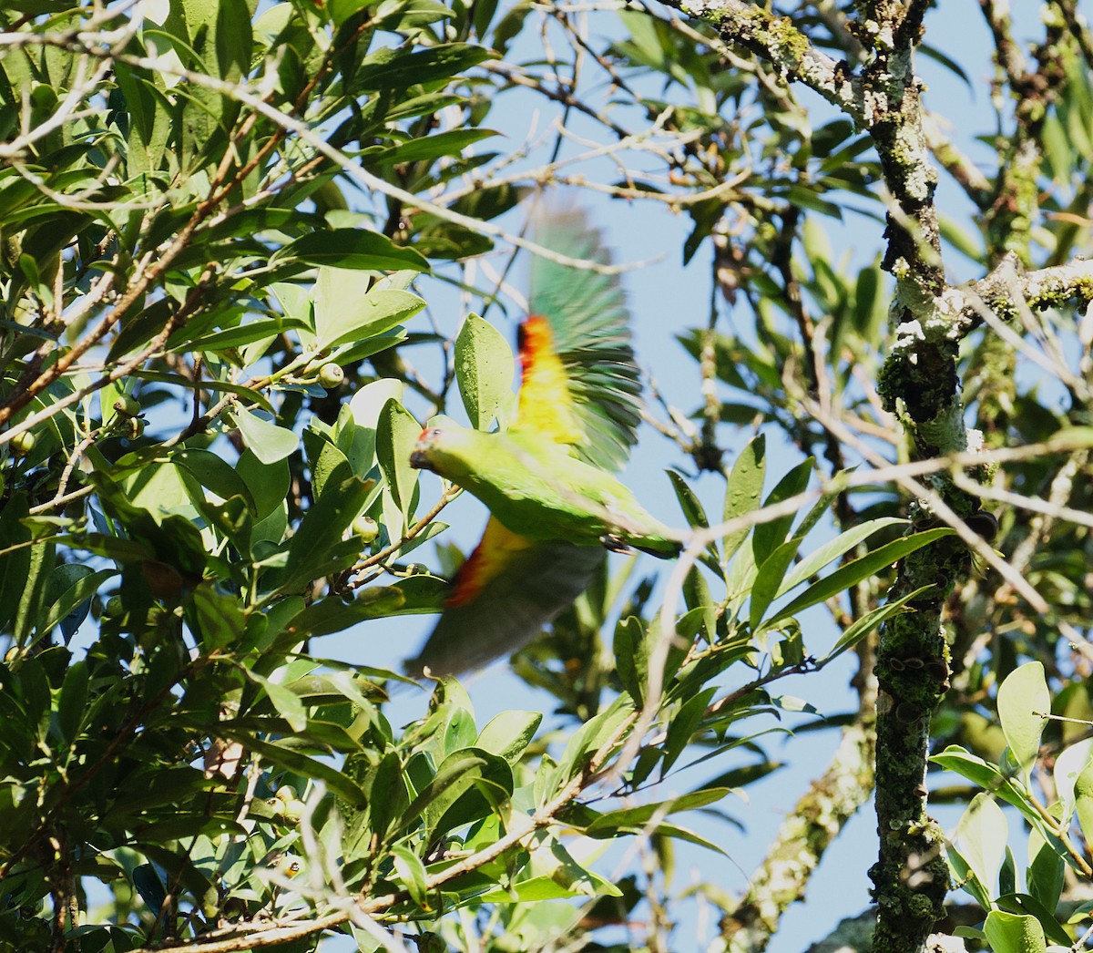Red-fronted Parrotlet - ML646595711