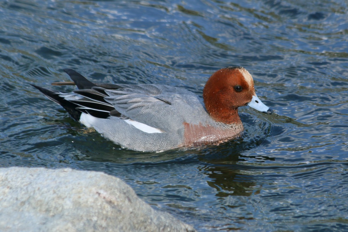 赤頸鴨 - ML646595712
