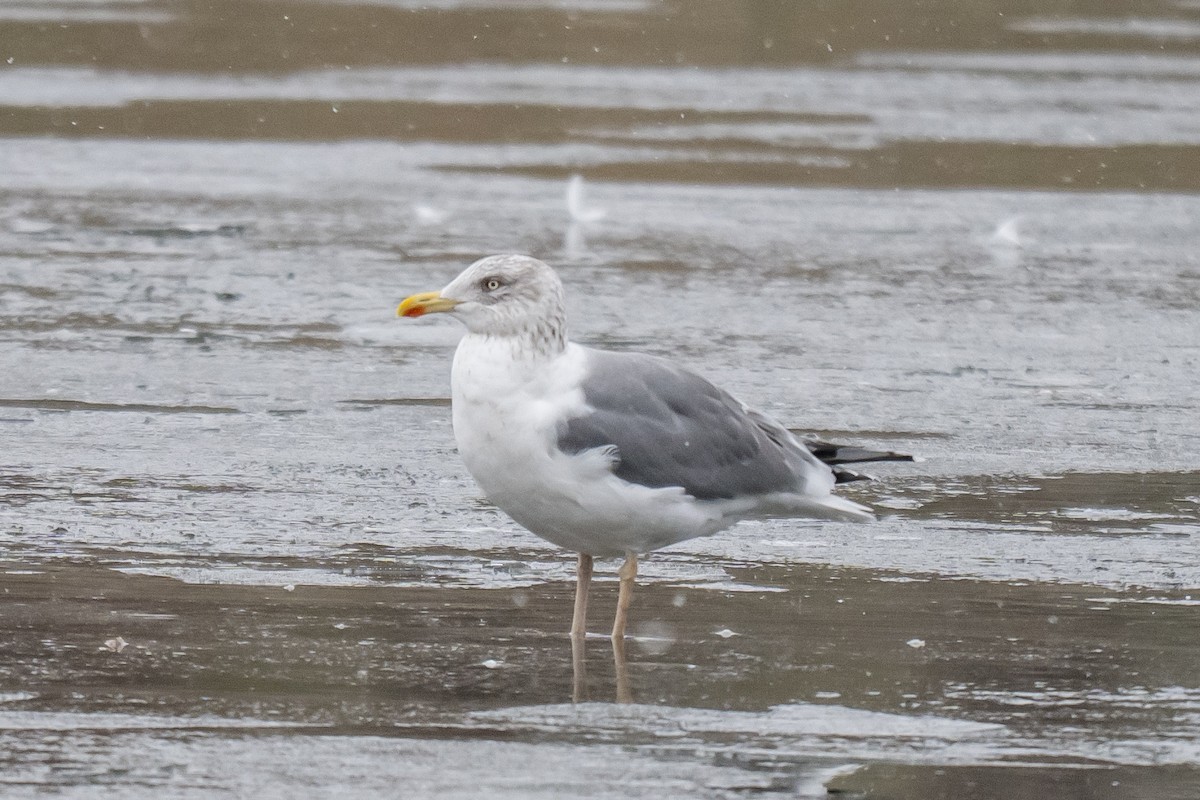 American Herring x Lesser Black-backed Gull (hybrid) - ML646595713