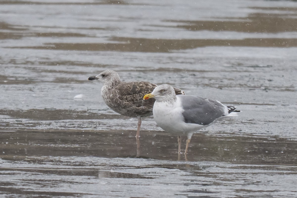 American Herring x Lesser Black-backed Gull (hybrid) - ML646595714