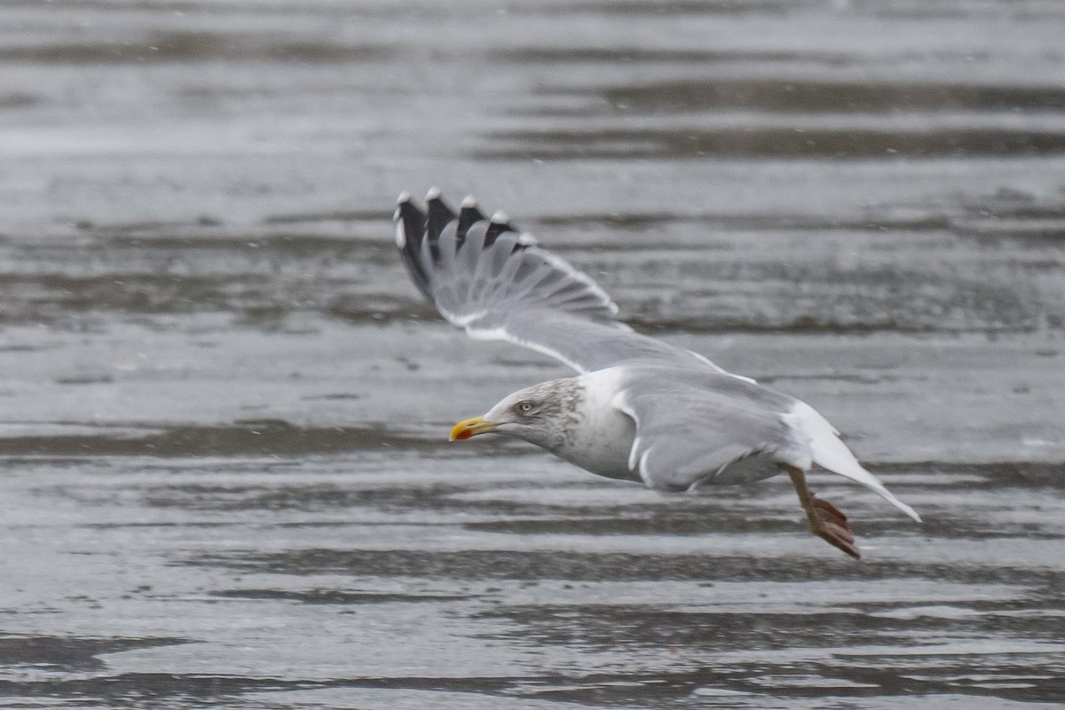 American Herring x Lesser Black-backed Gull (hybrid) - ML646595715