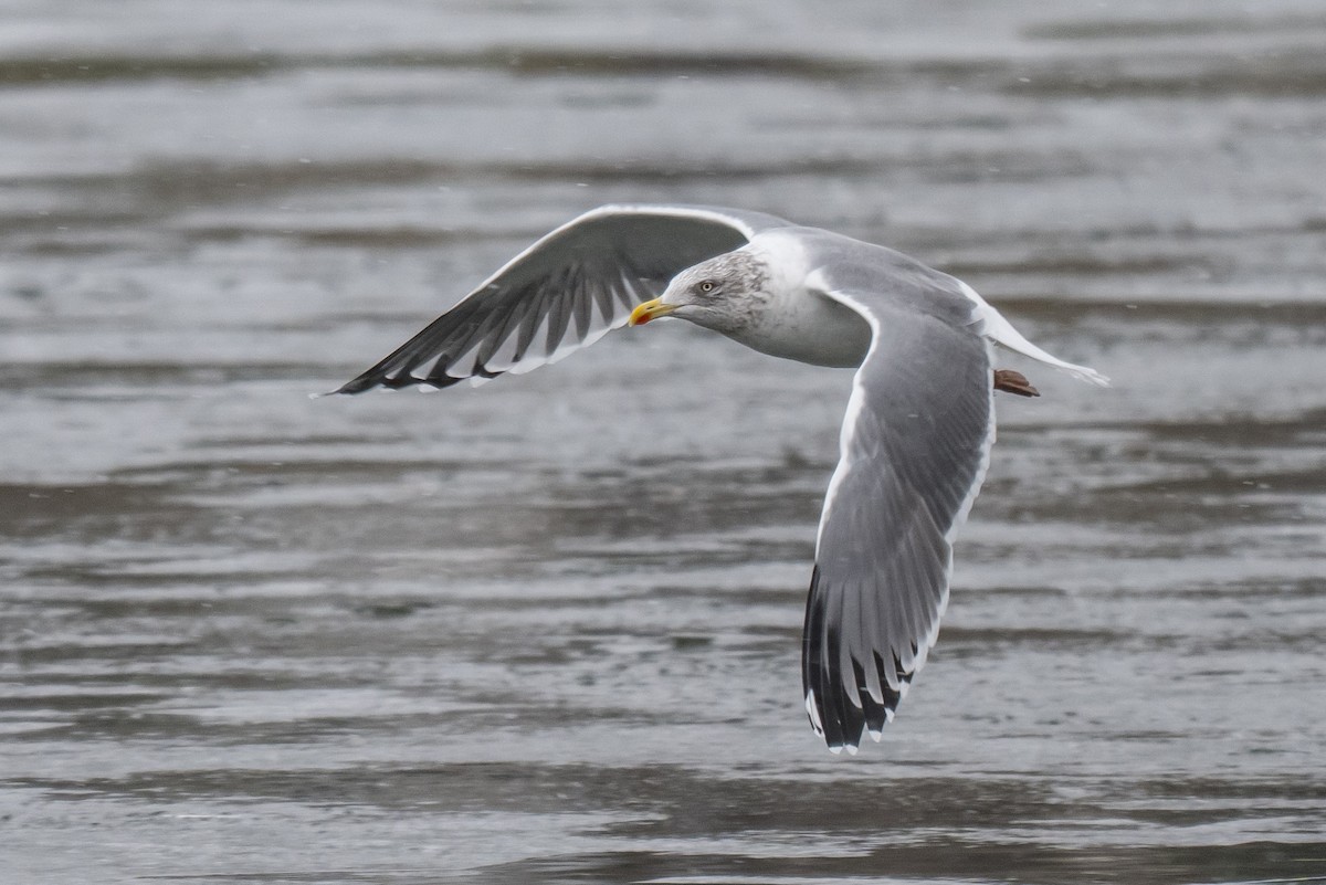 American Herring x Lesser Black-backed Gull (hybrid) - ML646595716