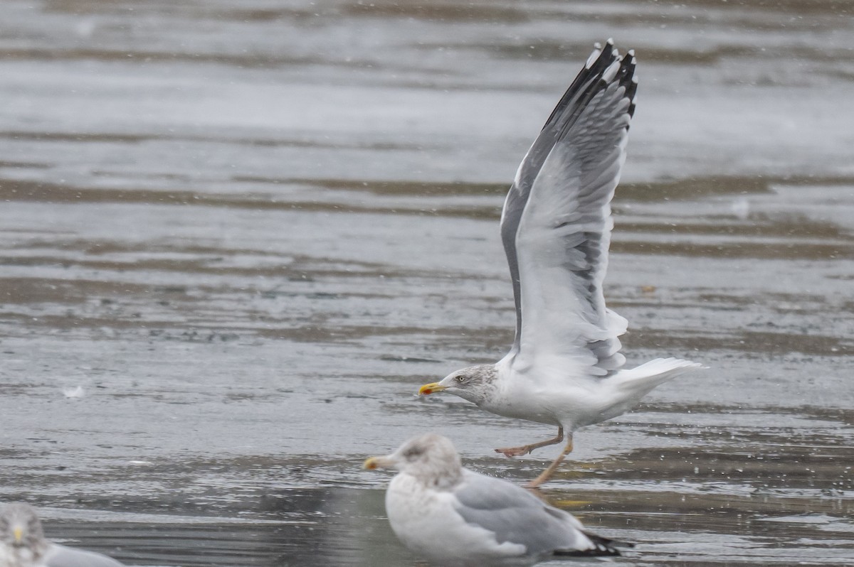 American Herring x Lesser Black-backed Gull (hybrid) - ML646595718