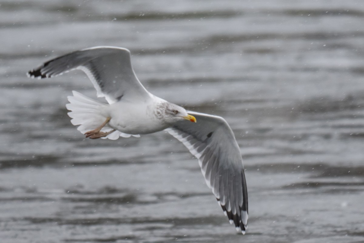 American Herring x Lesser Black-backed Gull (hybrid) - ML646595719