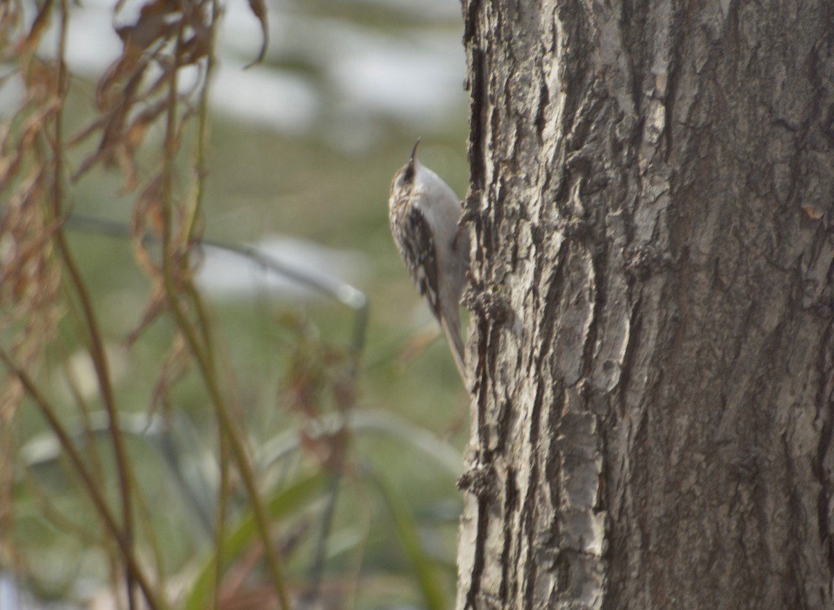 アメリカキバシリ - ML646595721