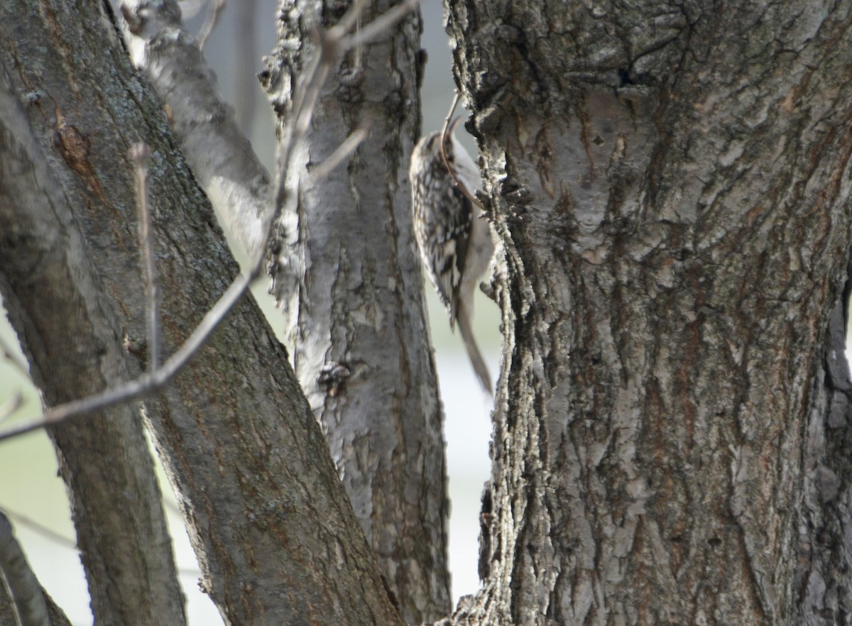 アメリカキバシリ - ML646595722