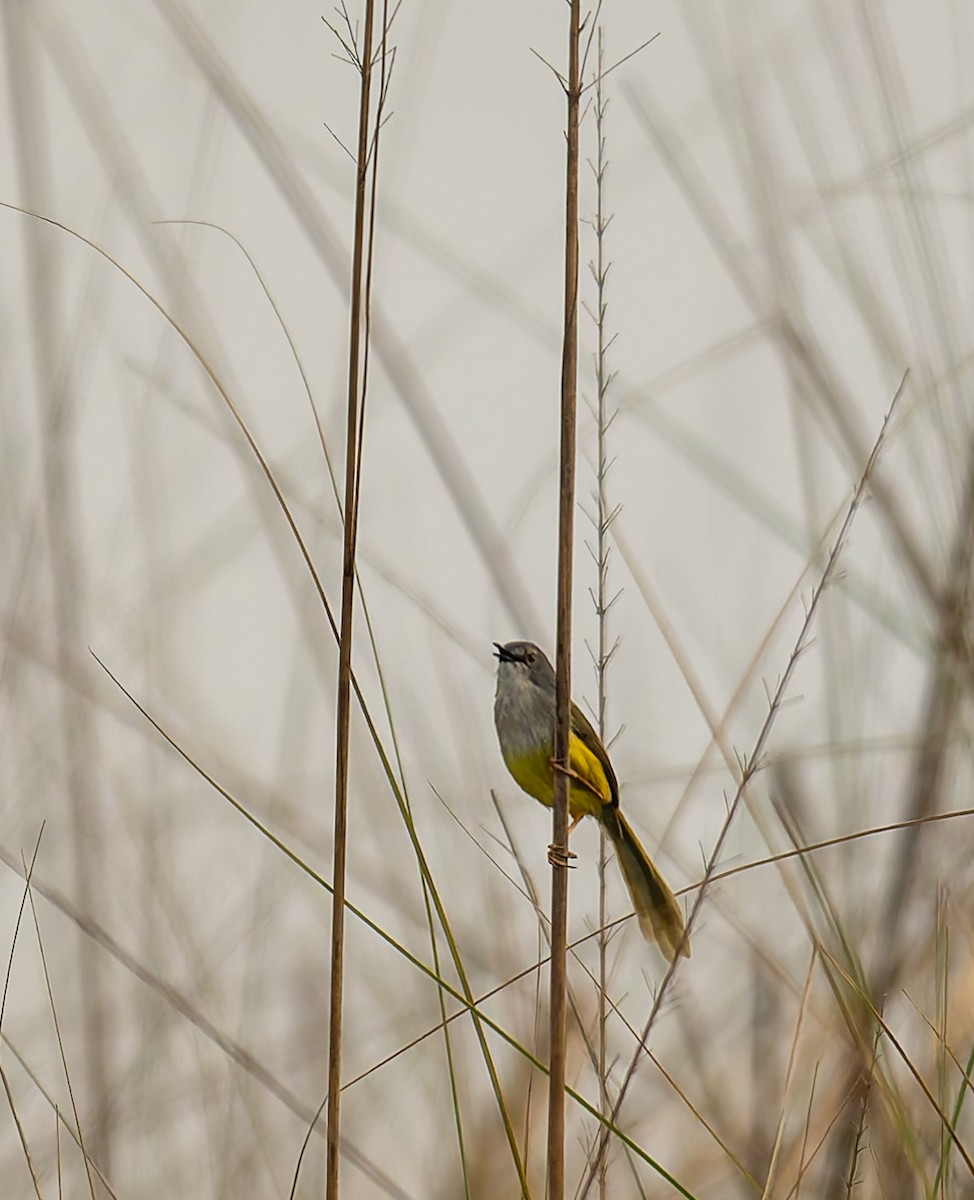 Yellow-bellied Prinia - ML646595723