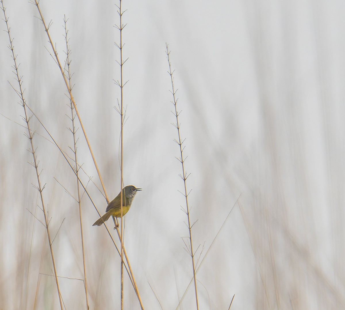 Yellow-bellied Prinia - ML646595724