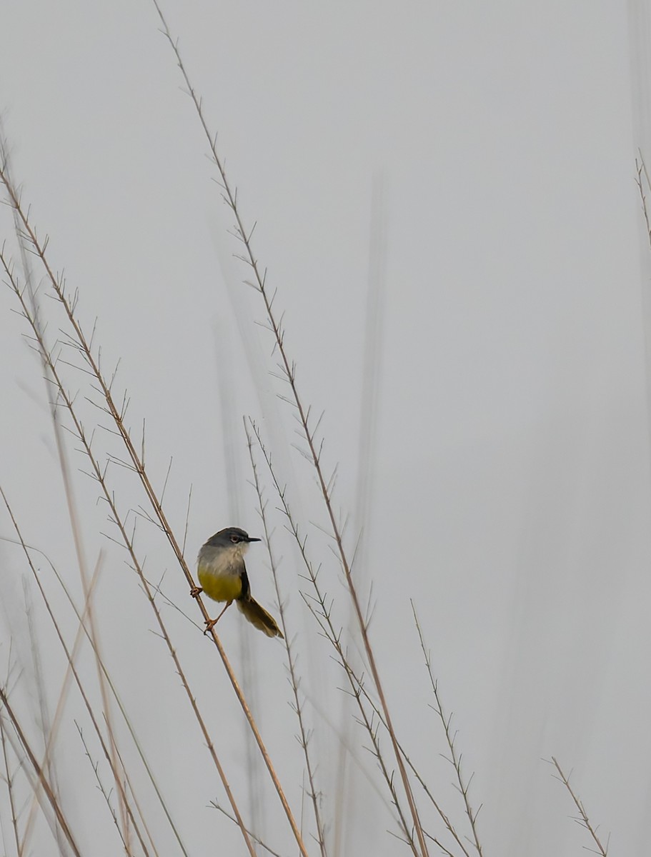 Yellow-bellied Prinia - ML646595725