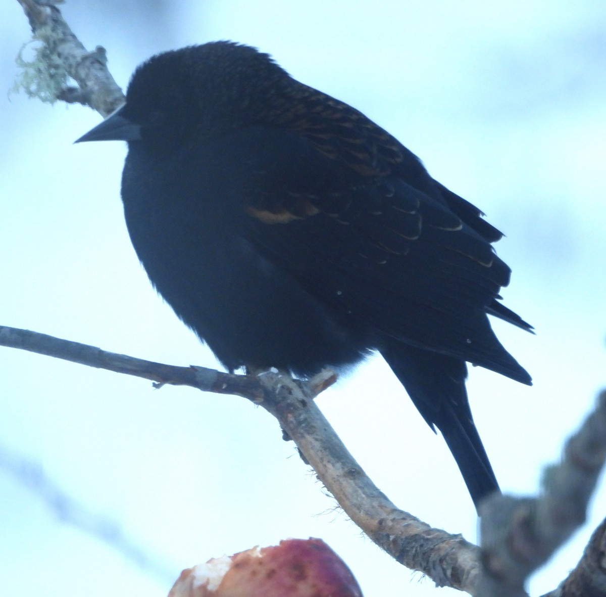 Красноплечий трупиал - ML646595727