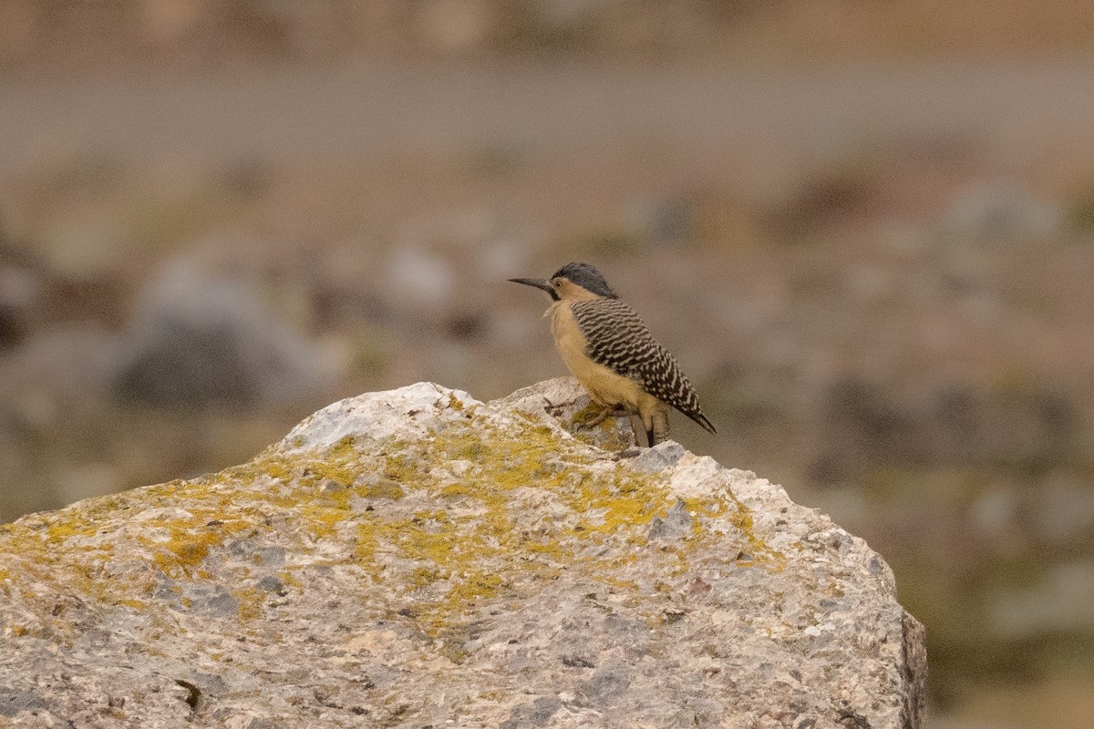 And Ağaçkakanı - ML646595728