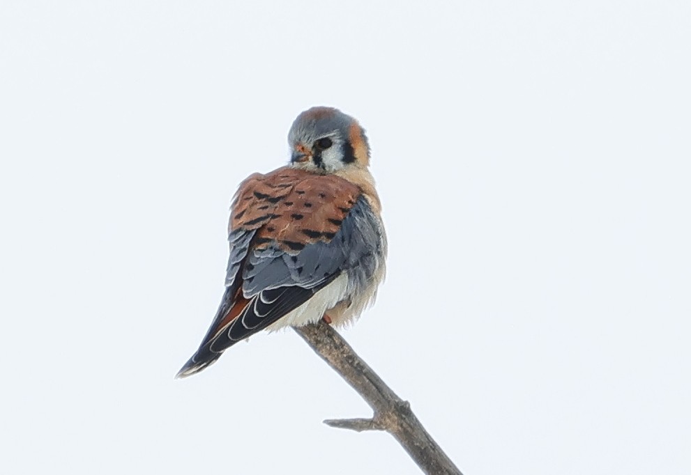 American Kestrel - ML646595743
