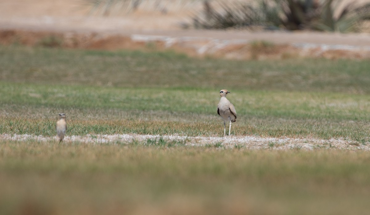 Cream-colored Courser - ML646595744