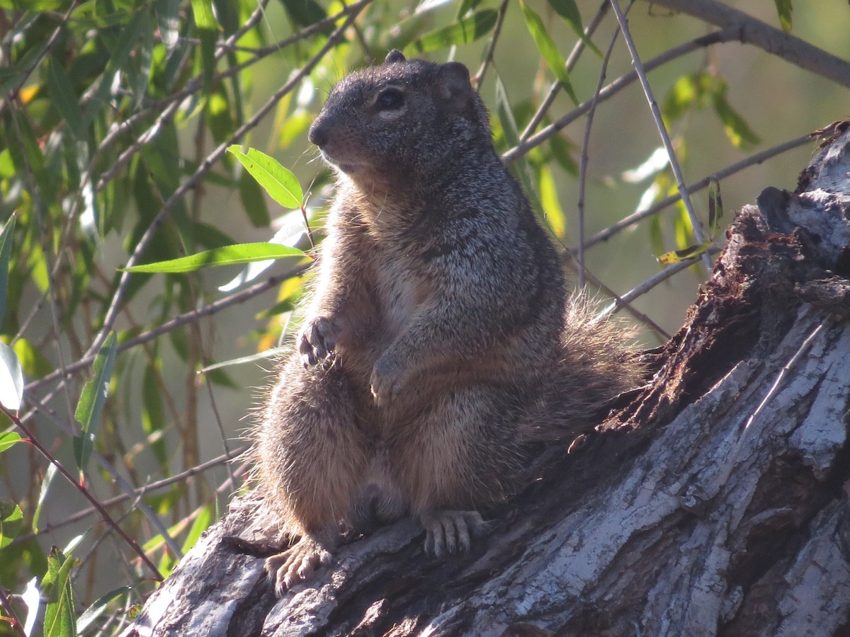 松鼠科 - ML646595746