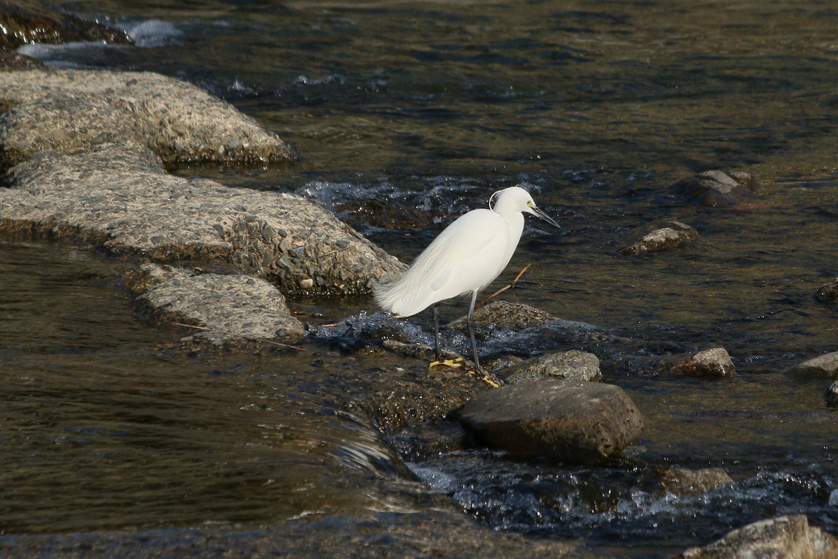 小白鷺 - ML646595747