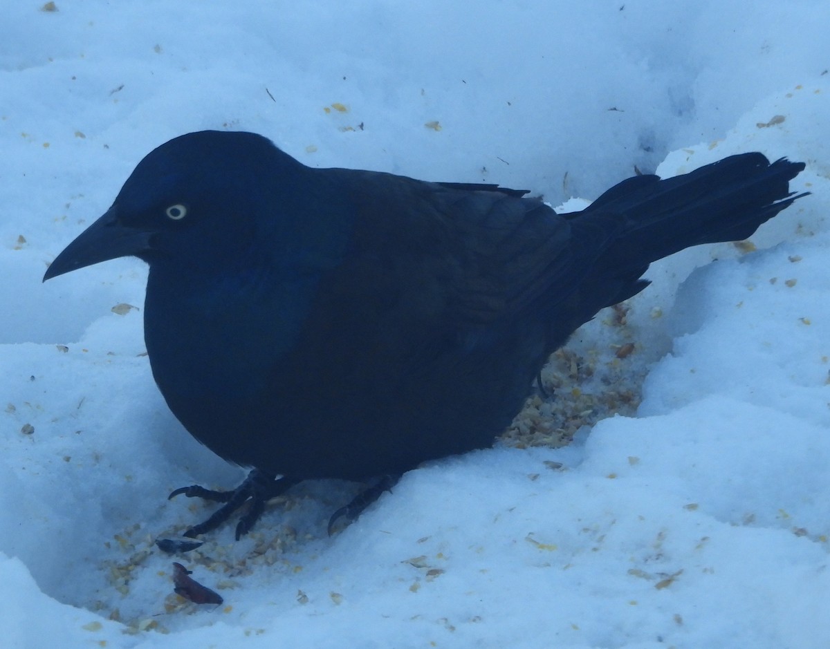 Пурпурный гракл - ML646595748