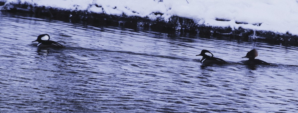 Hooded Merganser - ML646595751