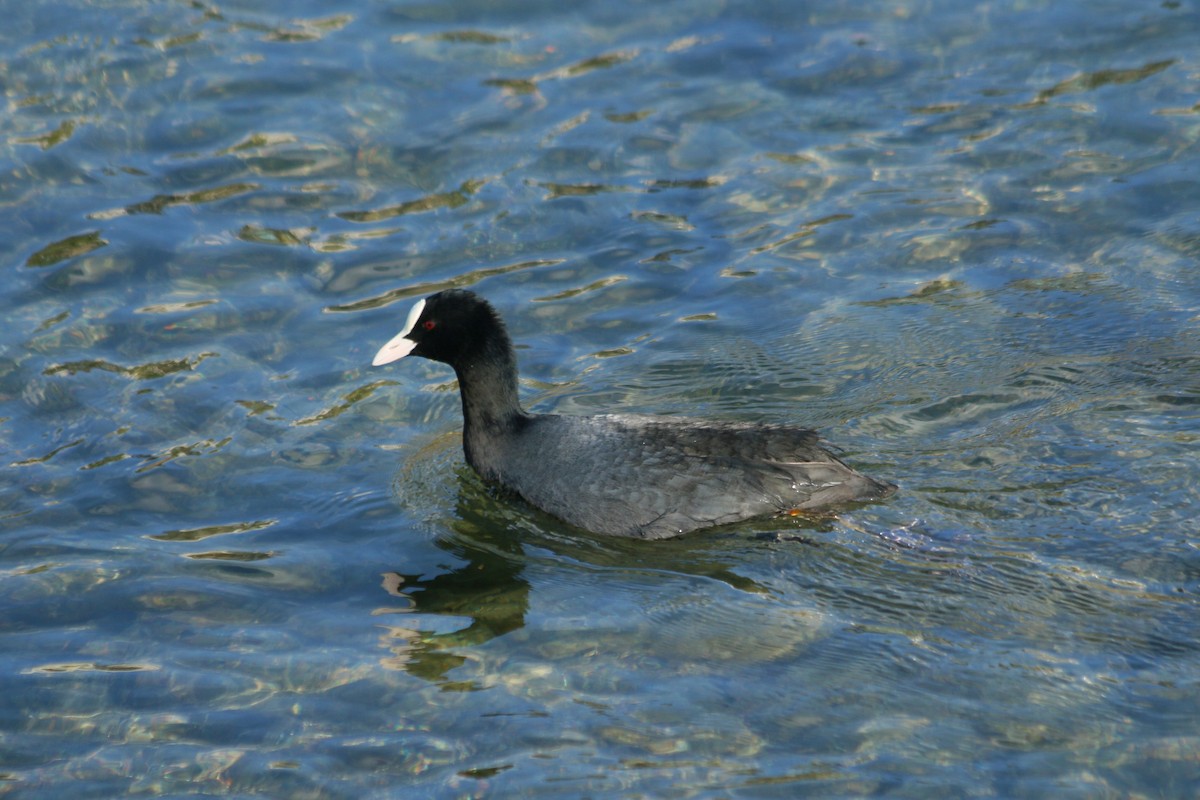 白冠雞 - ML646595758