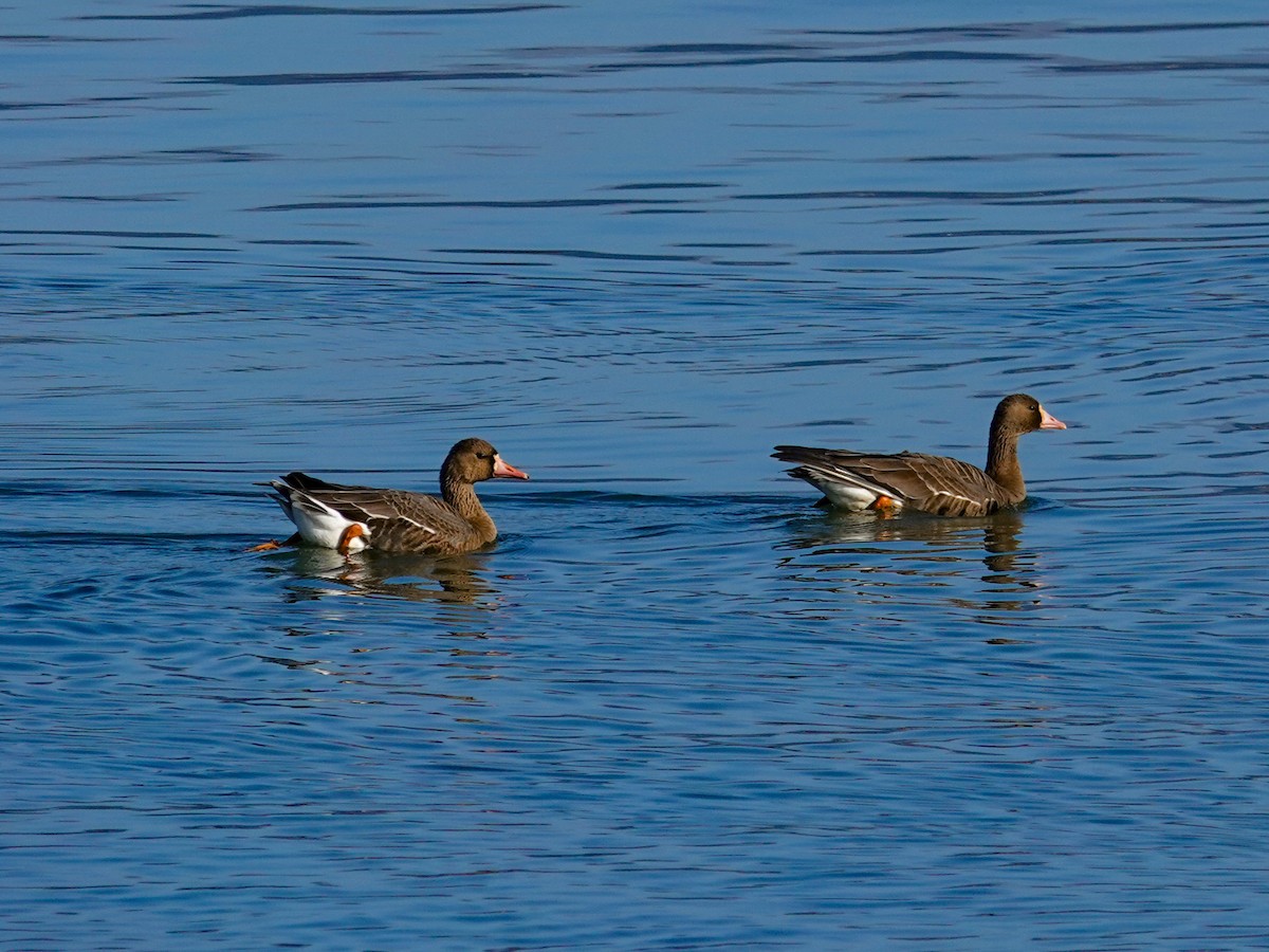 Oie rieuse - ML646595759