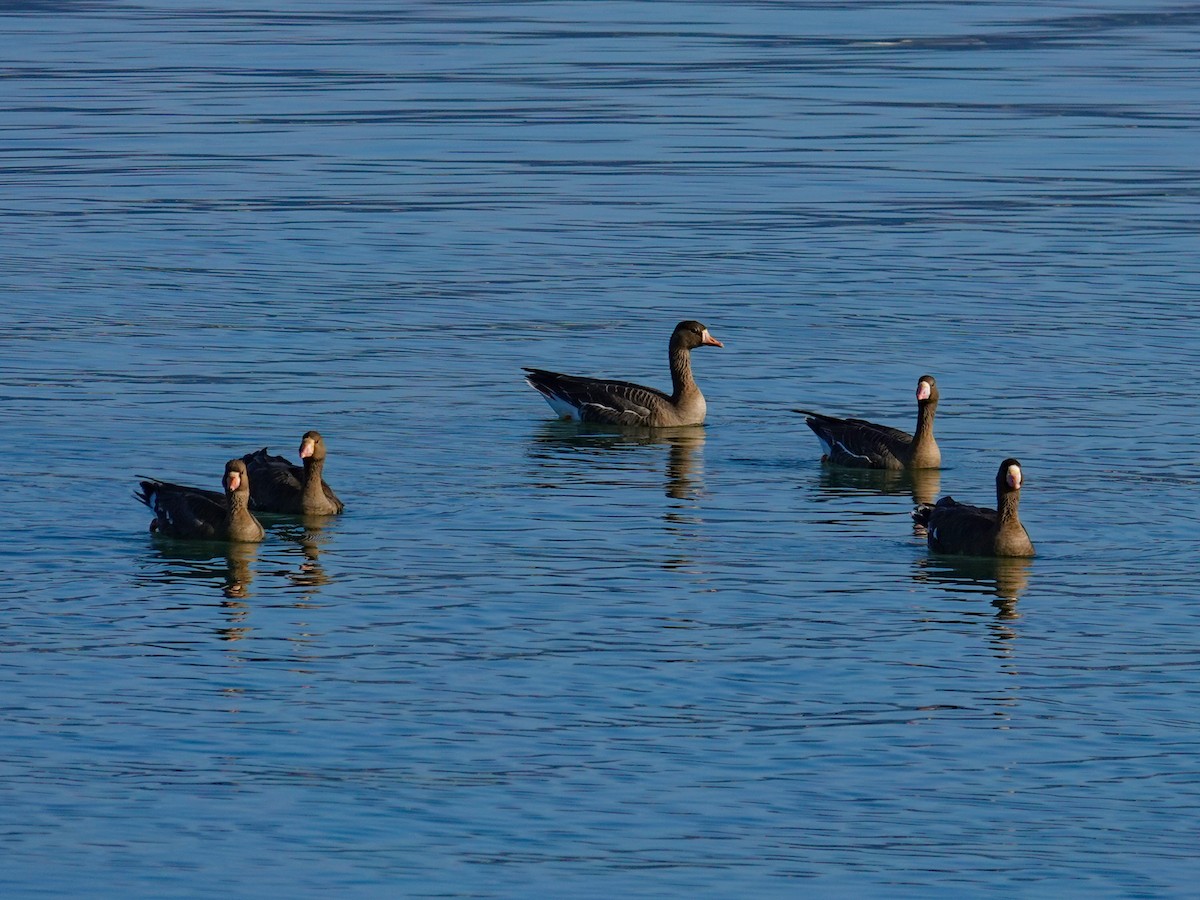 Oie rieuse - ML646595760