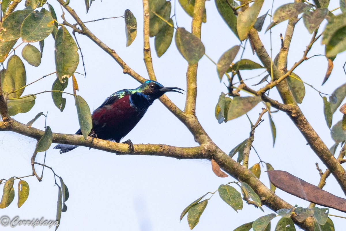 Superb Sunbird - ML646595761