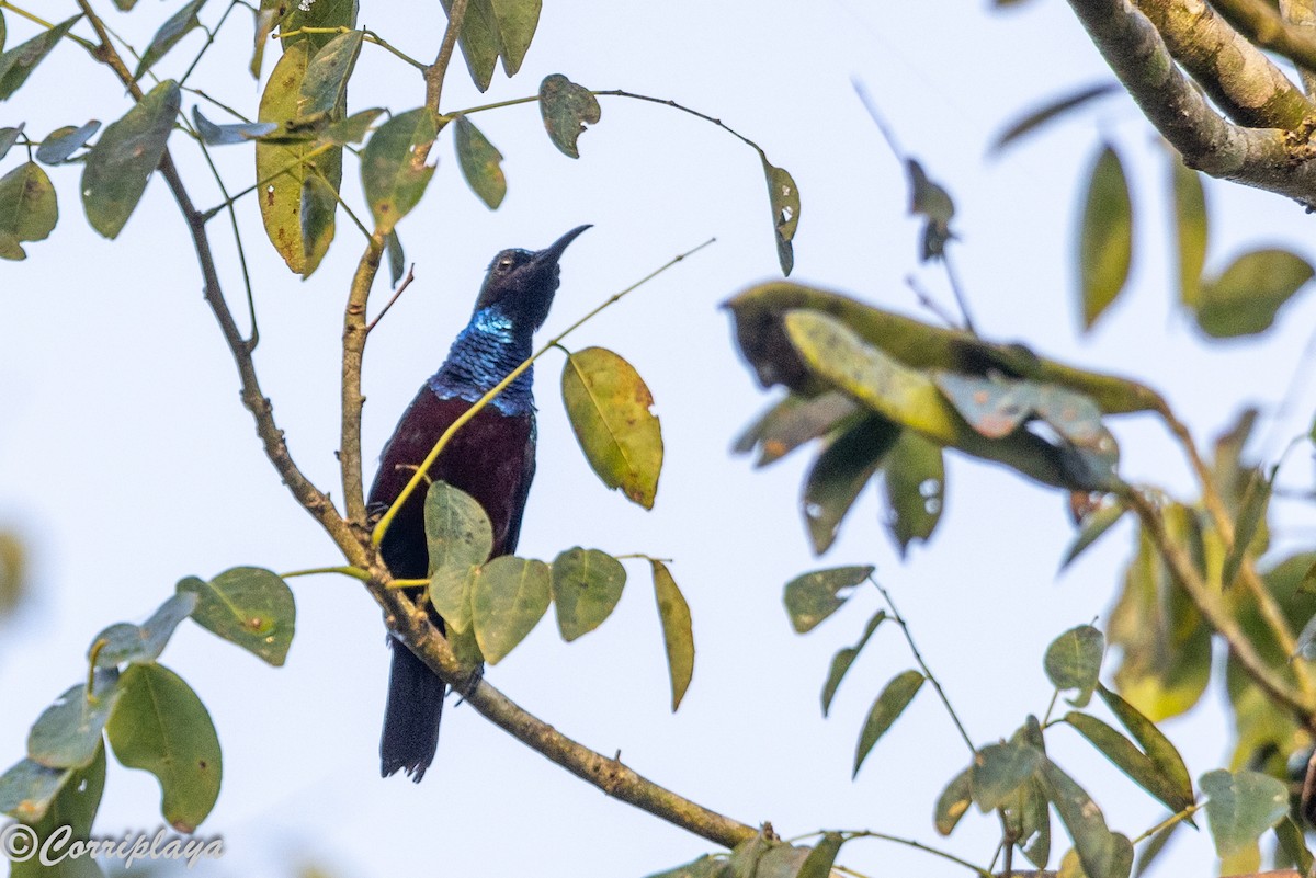 Superb Sunbird - ML646595762