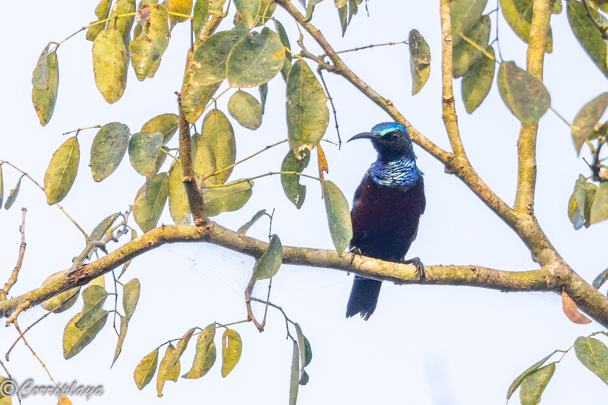 Superb Sunbird - ML646595763