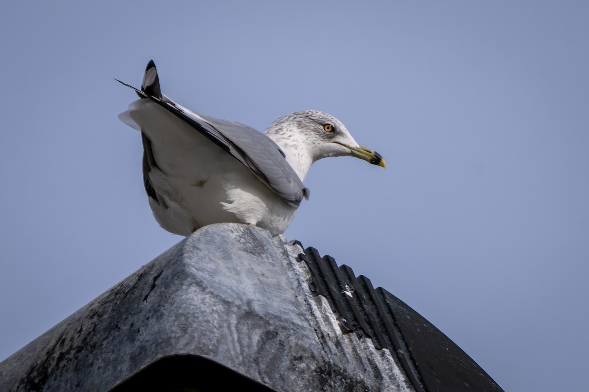 racek kroužkozobý - ML646595764